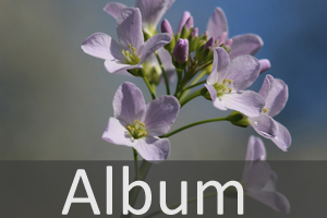 Kreuzblütler (Brassicaceae)